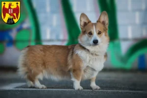 Mehr über den Artikel erfahren Welsh Corgi Züchter und Welpen im Burgenland