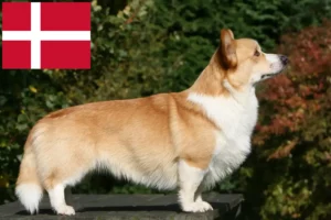 Mehr über den Artikel erfahren Welsh Corgi Züchter und Welpen in Dänemark