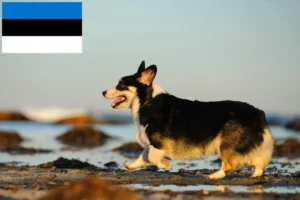 Mehr über den Artikel erfahren Welsh Corgi Züchter und Welpen in Estland