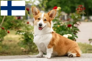 Mehr über den Artikel erfahren Welsh Corgi Züchter und Welpen in Finnland