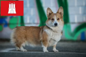 Mehr über den Artikel erfahren Welsh Corgi Züchter und Welpen in Hamburg