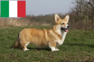 Mehr über den Artikel erfahren Welsh Corgi Züchter und Welpen in Italien