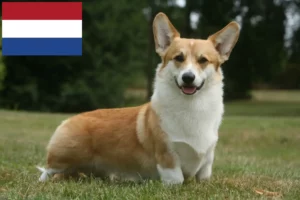 Mehr über den Artikel erfahren Welsh Corgi Züchter und Welpen in den Niederlanden