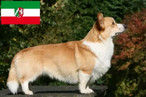 Mehr über den Artikel erfahren Welsh Corgi Züchter und Welpen in Nordrhein-Westfalen