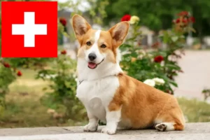 Mehr über den Artikel erfahren Welsh Corgi Züchter und Welpen in der Schweiz