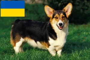 Mehr über den Artikel erfahren Welsh Corgi Züchter und Welpen in der Ukraine