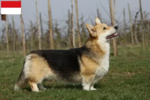 Mehr über den Artikel erfahren Welsh Corgi Züchter und Welpen in Wien