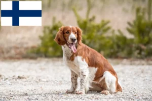 Mehr über den Artikel erfahren Welsh Springer Spaniel Züchter und Welpen in Finnland