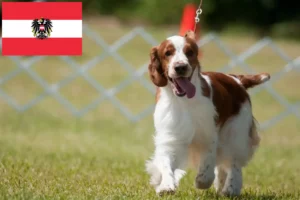 Mehr über den Artikel erfahren Welsh Springer Spaniel Züchter und Welpen in Österreich