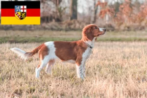 Mehr über den Artikel erfahren Welsh Springer Spaniel Züchter und Welpen im Saarland