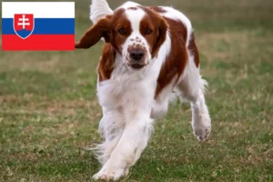 Mehr über den Artikel erfahren Welsh Springer Spaniel Züchter und Welpen in der Slowakei