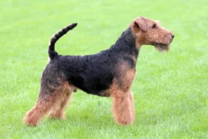 Mehr über den Artikel erfahren Welsh Terrier Züchter