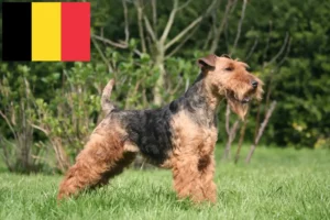 Mehr über den Artikel erfahren Welsh Terrier Züchter und Welpen in Belgien