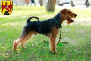 Mehr über den Artikel erfahren Welsh Terrier Züchter und Welpen im Burgenland