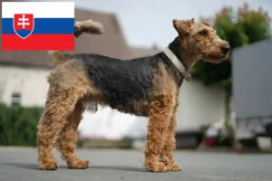 Mehr über den Artikel erfahren Welsh Terrier Züchter und Welpen in der Slowakei