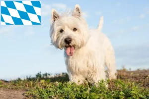 Mehr über den Artikel erfahren Westie Züchter und Welpen in Bayern