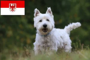 Mehr über den Artikel erfahren Westie Züchter und Welpen in Brandenburg