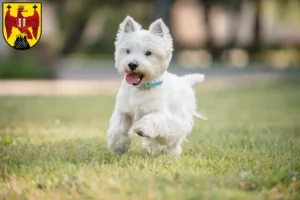 Mehr über den Artikel erfahren Westie Züchter und Welpen im Burgenland