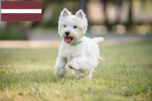 Mehr über den Artikel erfahren Westie Züchter und Welpen in Lettland