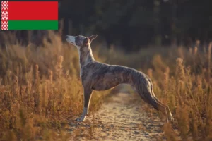 Mehr über den Artikel erfahren Whippet Züchter und Welpen in Belarus