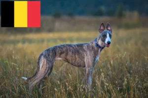 Mehr über den Artikel erfahren Whippet Züchter und Welpen in Belgien