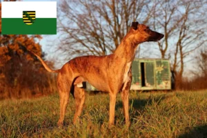 Mehr über den Artikel erfahren Whippet Züchter und Welpen in Sachsen