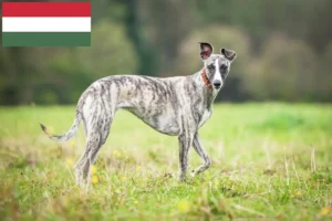 Mehr über den Artikel erfahren Whippet Züchter und Welpen in Ungarn