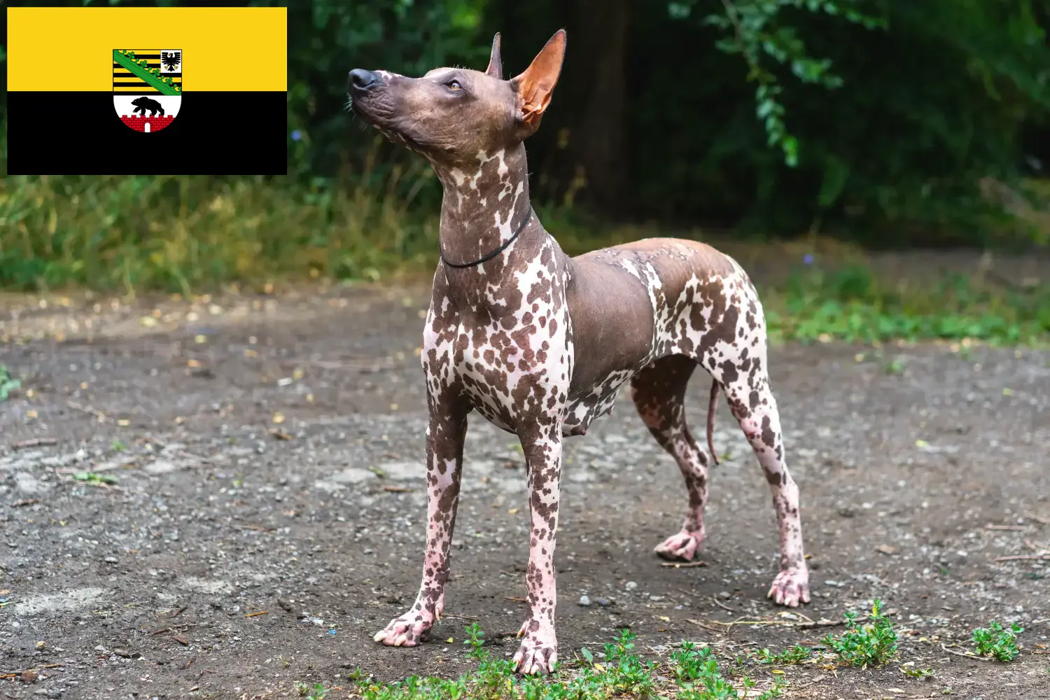 Xolo Züchter und Welpen in SachsenAnhalt DogWeb.de