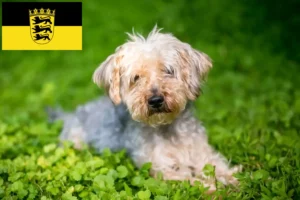 Mehr über den Artikel erfahren Yorkipoo Züchter und Welpen in Baden-Württemberg