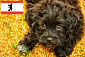 Mehr über den Artikel erfahren Yorkipoo Züchter und Welpen in Berlin