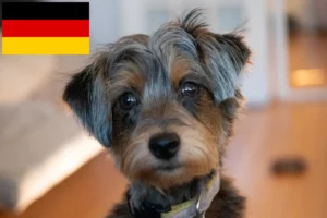 Mehr über den Artikel erfahren Yorkipoo Züchter und Welpen in Deutschland