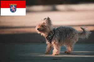 Mehr über den Artikel erfahren Yorkipoo Züchter und Welpen in Hessen