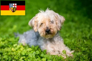 Mehr über den Artikel erfahren Yorkipoo Züchter und Welpen im Saarland