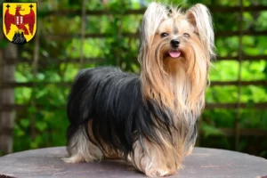 Mehr über den Artikel erfahren Yorkshire Terrier Züchter und Welpen im Burgenland