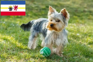 Mehr über den Artikel erfahren Yorkshire Terrier Züchter und Welpen in Mecklenburg-Vorpommern