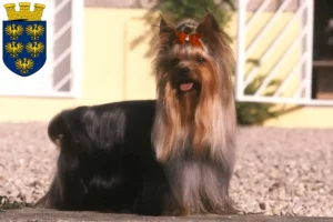 Mehr über den Artikel erfahren Yorkshire Terrier Züchter und Welpen in Niederösterreich