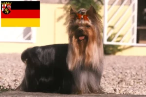 Mehr über den Artikel erfahren Yorkshire Terrier Züchter und Welpen in Rheinland-Pfalz