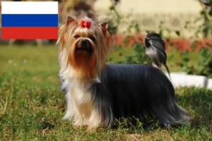 Mehr über den Artikel erfahren Yorkshire Terrier Züchter und Welpen in Russland