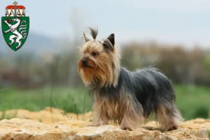 Mehr über den Artikel erfahren Yorkshire Terrier Züchter und Welpen in der Steiermark