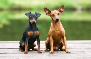 Mehr über den Artikel erfahren Zwergpinscher Züchter