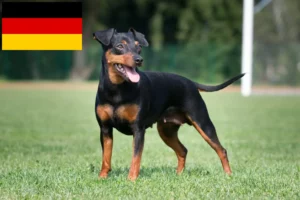 Mehr über den Artikel erfahren Zwergpinscher Züchter und Welpen in Deutschland