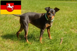 Mehr über den Artikel erfahren Zwergpinscher Züchter und Welpen in Niedersachsen