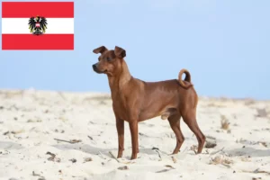 Mehr über den Artikel erfahren Zwergpinscher Züchter und Welpen in Österreich