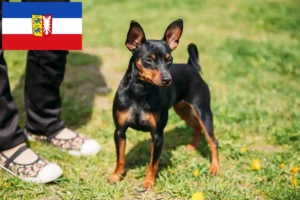 Mehr über den Artikel erfahren Zwergpinscher Züchter und Welpen in Schleswig-Holstein