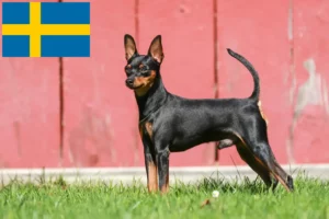 Mehr über den Artikel erfahren Zwergpinscher Züchter und Welpen in Schweden