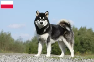 Mehr über den Artikel erfahren Alaskan Malamute Züchter und Welpen in Polen