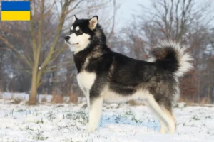 Mehr über den Artikel erfahren Alaskan Malamute Züchter und Welpen in der Ukraine