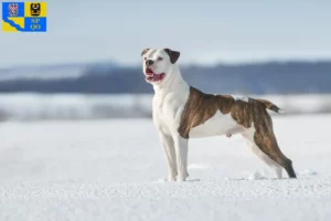 Mehr über den Artikel erfahren American Bulldog Züchter und Welpen in Olmütz