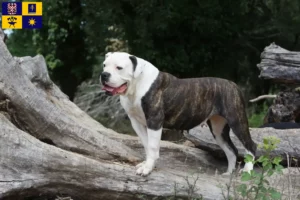 Mehr über den Artikel erfahren American Bulldog Züchter und Welpen in Zlín