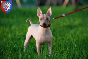 Mehr über den Artikel erfahren American Hairless Terrier Züchter und Welpen in Pays de la Loire